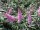 3 Schmetterlingsflieder, Buddleja Reve de Papillon White, Pink Delight, Black Knight 15-20 cm im Topf