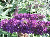 3 Schmetterlingsflieder, Buddleja Reve de Papillon White, Empire Blue, Black Knight 15-20 cm Topfpflanze