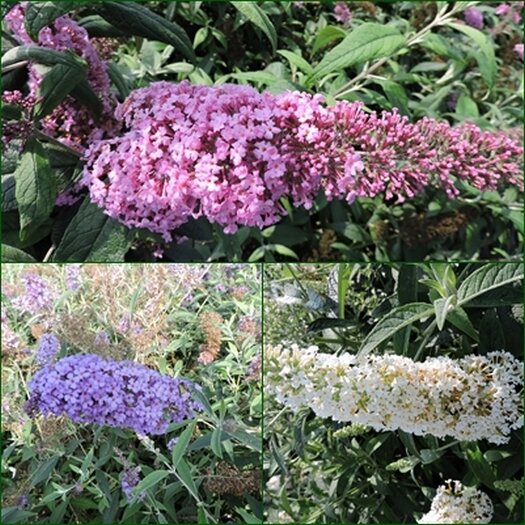 3 Schmetterlingsflieder, Buddleja Pink Delight, Reve d.P. blue, Reve d.P. White 15-20 cm Topfpflanze