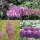 3 Schmetterlingsflieder, Buddleja Pink Delight,Empire Blue, Black Knight 15-20 cm Topfpflanze