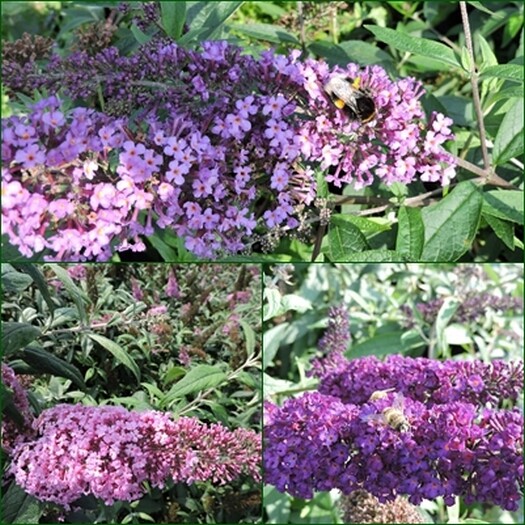 3 Schmetterlingsflieder, Buddleja Nanho Blue, Pink Delight, Black Knight 15-20 cm im Topf