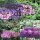 3 Schmetterlingsflieder, Buddleja Nanho Blue, Pink Delight, Black Knight 15-20 cm Topfpflanze