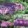3 Schmetterlingsflieder, Buddleja Nanho Blue, Pink Delight, Black Knight 15-20 cm Topfpflanze