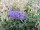 3 Schmetterlingsflieder, Buddleja alternifolia, Reve de papillon Blue, R.d. P. White 15-20 cm Topfpflanze