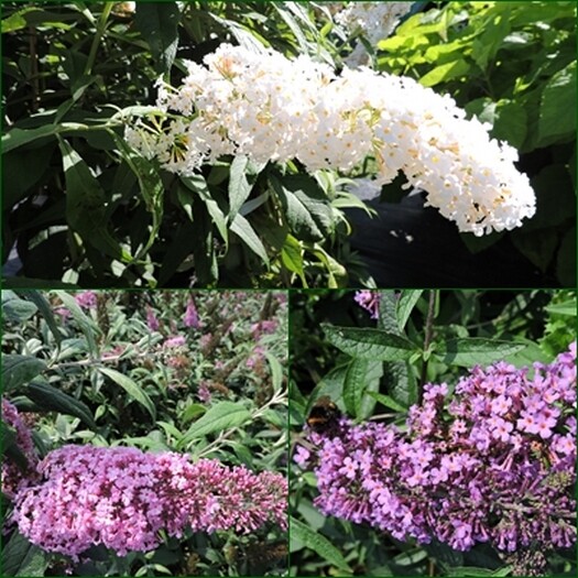 3 Schmetterlingsflieder, Buddleja White Profusion, pink delight, nanho blue 15-20 cm im Topf