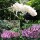 3 Schmetterlingsflieder, Buddleja White Profusion, pink delight, nanho blue 15-20 cm im Topf