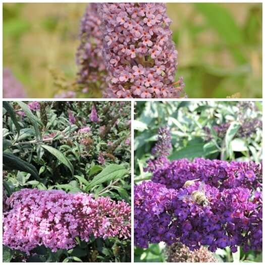 3 Schmetterlingsflieder, Buddleja empire blue, pink delight, black knight 15-20 cm im Topf