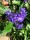 Caryopteris clandonensis Blauer Spatz -R- ( Bartblume)