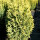 Kegelzypresse/Mooszypresse Ellwoods Gold (Chamaecyparis lawsoniana)