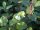 Cornus alba Sibirica - (Purpur-Hartriegel Sibirica)