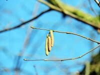 Corylus avellana - (Waldhasel / Haselnuss)
