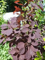 roter Perückenstrauch Royal Purple (Cotinus coggygria)
