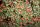 Cotoneaster dammeri Coral Beauty - Teppichmispel - Kriechmispel Coral Beauty