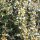 Kriechmispel Eichholz (Cotoneaster dammeri)