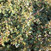 Kriechmispel Jürgl (Cotoneaster dammeri)
