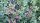 Cotoneaster dammeri Streibs Findling - (Kriechmispel Streibs Findling)