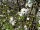 Eingriffeliger Weißdorn (Crataegus monogyna)