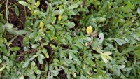 Kissenginster - (Cytisus decumbens)