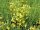 Cytisus praecox Allgold - (Ginster, Elfenbein-Ginster Allgold)