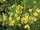 Cytisus praecox Allgold - (Ginster, Elfenbein-Ginster Allgold)