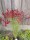 Ginster, Edelginster Boskoop Ruby (Cytisus scoparius)