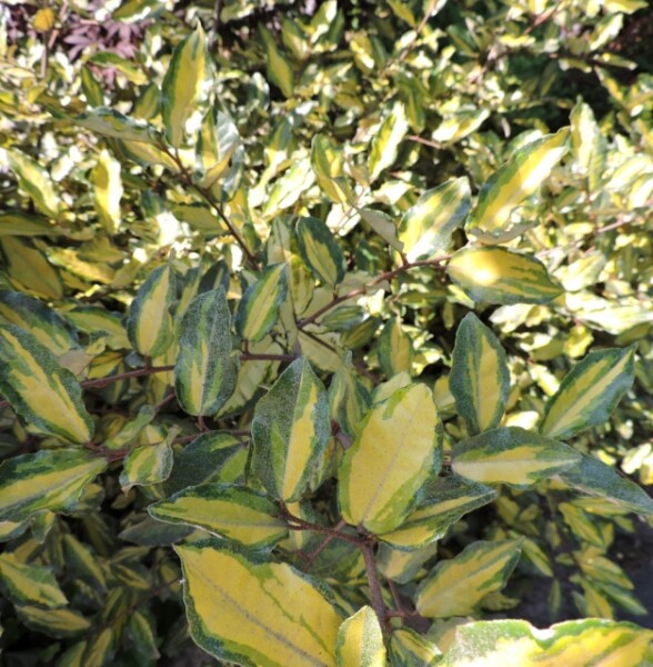 Buntlaubige Ölweide Maculata (Elaeagnus pungens Maculata)