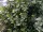 Spindelstrauch Coloratus (Euonymus fortunei)