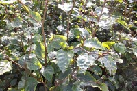 Fagus sylvatica (Rotbuche) Heckenpflanze