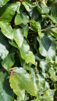 Fagus sylvatica (Rotbuche) Heckenpflanze