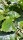 Rotbuche (Fagus sylvatica)