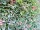 Blutbuche (Fagus sylvatica purpurea)