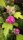 Hibiscus syriacus Duc de Brabant (Hibiskus / Garteneibisch)