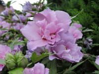 Hibiskus / Garteneibisch Lavender Chiffon (Hibiscus syriacus)