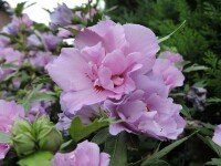 Hibiskus / Garteneibisch Lavender Chiffon (Hibiscus syriacus Lavender Chiffon)