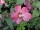Gartenhibiscus, Garteneibisch, Hibiskus Pink Giant (Hibiscus syriacus)