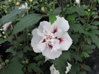 Hibiscus syriacus Speciosus - (Hibiskus / Garteneibisch...