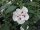 Hibiscus syriacus Speciosus - (Hibiskus / Garteneibisch Speciosus)