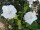 Hibiscus syriacus William R. Smith (Hibiskus / Garteneibisch)