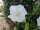 Hibiskus / Garteneibisch William R. Smith (Hibiscus syriacus)