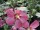 Hibiskus / Garteneibisch Woodbridge (Hibiscus syriacus)