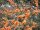 Selbstbefruchtender Sanddorn Friesdorfer Orange (Hippophae rhamnoides)