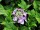 Hydrangea serrata Bluebird - (Tellerhortensie Bluebird)