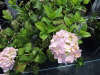 Bauernhortensie Bouquet Rose (Hydrangea macrophylla Bouquet Rose)