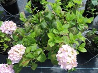Bauernhortensie Bouquet Rose (Hydrangea macrophylla)