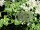 Hydrangea petiolaris (Kletterhortensie)