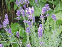 Lavendel Hidcote Blue (Lavandula angustifolia)