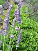 Lavendel Hidcote Blue (Lavandula angustifolia)