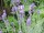 Lavendula angustifolia Hidcote Blue 
