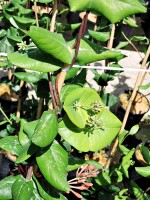 Jelängerjelieber / Geißschlinge Dropmore Scarlet (Lonicera brownii)