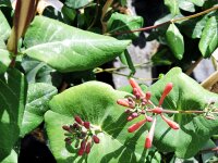 Lonicera brownii Dropmore Scarlet - (Jelängerjelieber / Geißschlinge Dropmore Scarlet)